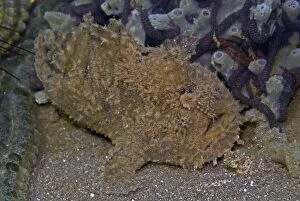 Images Dated 9th July 2007: Spotfin Frogfish