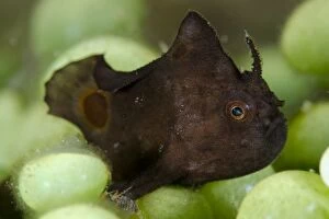 Alor Gallery: Spotfin Frogfish in coral