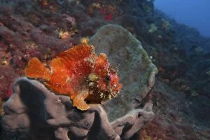 Anglerfishes Gallery: Spotfin Frogfish resting on marine sponge (composite image)