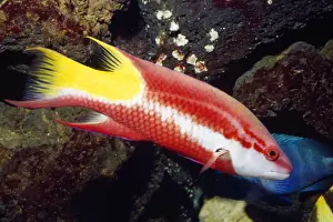 Hogfish Prints: Spotfin Hogfish Gulf of Mexico to Bazil