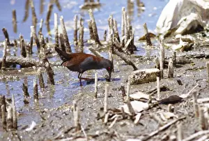Crakes Prints: Spotless Crake HB 3494 Feeding among mangrove roots on mudflat - Found from Philippines to Australia