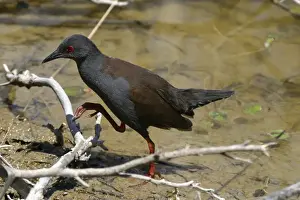 Spotless Crake Lake Moondarra, Mt Isa, Queensland, Australia