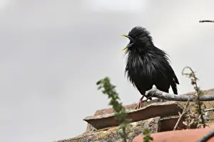Roof Prints: Spotless Starling - with beak open. Caceres - Extramadura - Spain