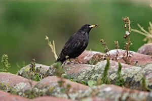 Images Dated 5th April 2007: Spotless Starling. Caceres - Extramadura - Spain