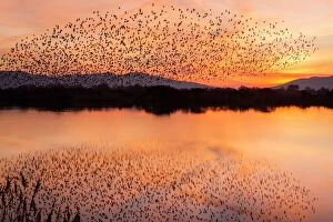 Reflections Gallery: Spotless Starling flock in flight over marsh at