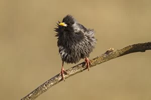 Spotless Starling perched on a branch Castilla La Mancha