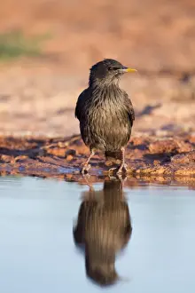 Passerines Prints: Spotless Starling - by pool - Spain