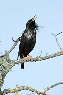 Spotless Starling - singing from branch
