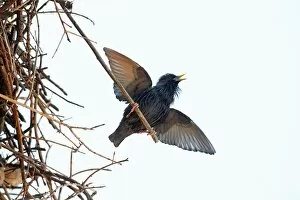 Spotless Starling - singing and displaying from white storks nest