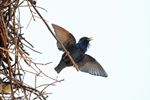Spotless Starling - singing and displaying from white storks nest Spotless Starling - singing and displaying from white storks nest