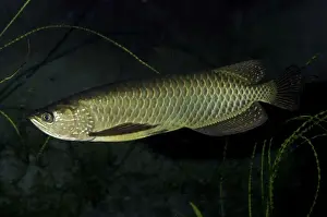 Spotted Arowana / Saratoga - Freshwaters, Australasia
