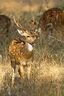 Spotted / Axis Deer / Chital / Cheetal - male