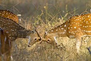 Spotted / Axis Deer / Chital / Cheetal - males fighting