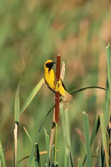 Reeds Prints: Spotted-backed / Black-headed / Village Weaver Bird VAN 218 Male in breeding plumage