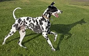 Images Dated 25th September 2010: Spotted Black & White Dalmation - running