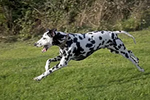 Spotted Black & White Dalmation - running - Waterloo Kennels - Cheltenham - UK