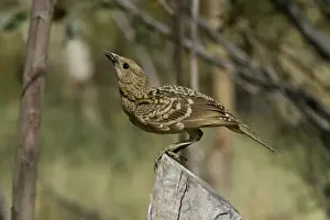 Bowerbirds Prints: Spotted Bowerbird Lake Moondarra, Mt Isa, Queensland, Australia