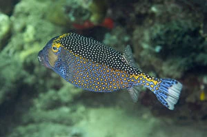 Amed Gallery: Spotted Boxfish - Pyramids dive site, Amed, east