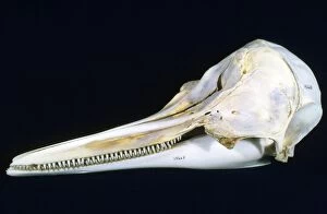 Attenuata Gallery: Spotted (Bridled) Dolphin Skull