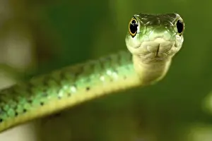 Reptiles And Amphibian Prints: Spotted Bush Snake - on a tree - Tanzania - Africa
