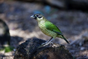 Images Dated 10th August 2009: Spotted Catbird / Black-eared Catbird. In rainforest at Malanda, Atherton Tableland, Queensland