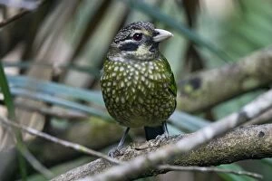 Images Dated 23rd May 2007: Spotted Catbird Members of the bowerbird lineage but catbirds are monogamous and do not build bowers