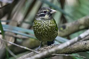 Catbird Prints: Spotted Catbird Members of the bowerbird lineage but catbirds are monogamous and do not build bowers