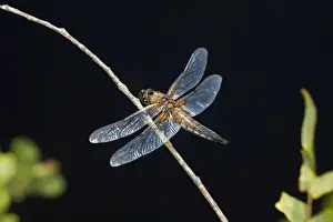 Beasty Prints: Four Spotted Chaser - Cornwall - UK