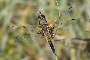 Images Dated 30th May 2013: Four Spotted Chaser Dragonfly