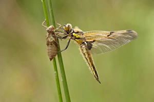 Images Dated 11th June 2012: Four Spotted Chaser - dragonfly newly emerged and resting on grasses - May