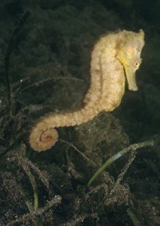 Images Dated 7th October 2005: Spotted / Common / Estuary / Yellow / Kuda Seahorse - Indo-pacific, Indonesia