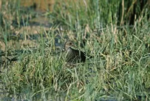 Images Dated 26th May 2010: Spotted Crake - in grassy wetland