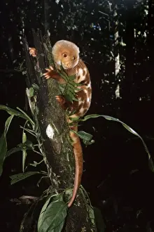 Cuscus Prints: Spotted Cuscus