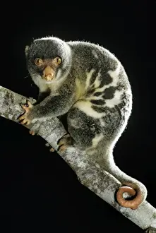 Spotted Cuscus