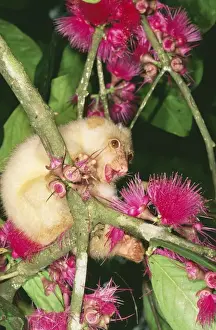 Spotted Cuscus JPF 8331 Norhtern form (white), Papua New Guinea. Spilocucus maculatus maculatus © Jean-Paul Ferrero / ARDEA LONDON