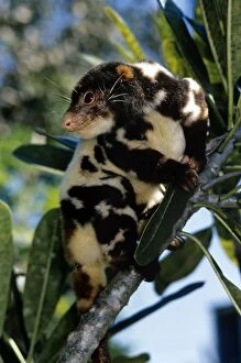Papua New Guinea Collection: Spotted Cuscus - male - Papua New Guinea