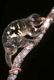 Spotted Cuscus - rain forest - North Queesland