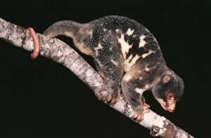 Spotted Cuscus in Tree