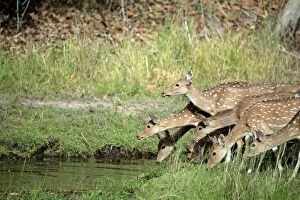 Axis Axis Gallery: Spotted Deer / Cheetal / Chital - by stream  Bandhavgargh