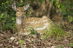 Chitals Prints: Spotted Deer / Chital - chewing their cud - Corbett National Park - India