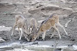 Chitals Prints: Spotted Deer / Chital - drinking - Ranthambhore National Park - Rajasthan - India