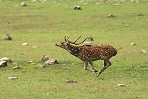 Stag Gallery: Spotted Deer stag runing;Corbett National