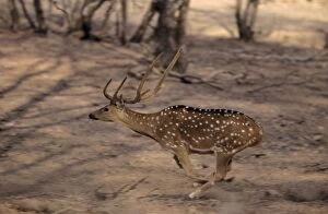 Images Dated 1st April 2005: Spotted Deer Stag - Running Ranthambhor National Park, India