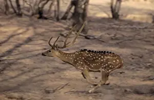 Chitals Prints: Spotted Deer Stag - Running Ranthambhor National Park, India