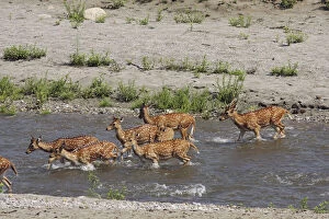 Spotted Deers crossing the river Ramganga, Corbett
