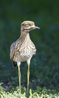 Spotted Dikkop - also called Spotted Thick-knee