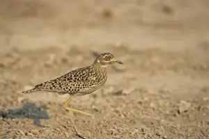 Spotted Dikkop - Running - Etosha National Park, Namibia, Africa BI008595