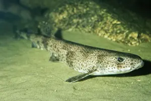 Seabed Prints: Spotted Dogfish