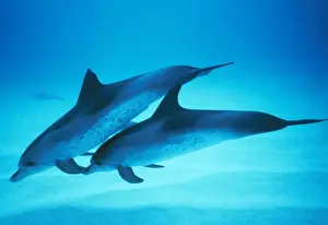 Spotted Dolphin Carribean