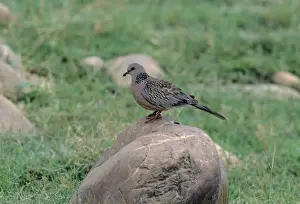 Spotted Dove - With Insect Corbett National Park, India